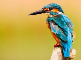Hoe fotografeer je vliegende vogels