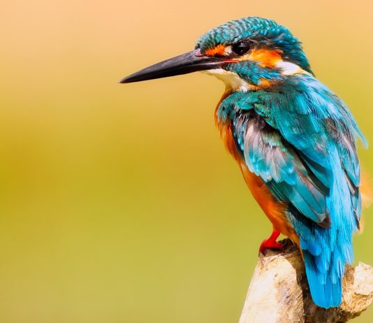 Hoe fotografeer je vliegende vogels