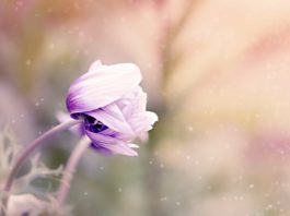 Scherptediepte in bloemenfotografie