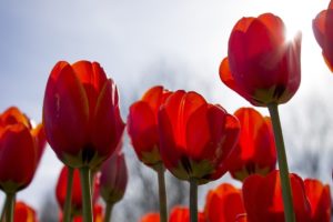 Tulpen in zon
