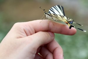 Vlinder op hand
