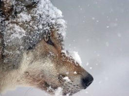 Wilde dieren fotograferen in de sneeuw