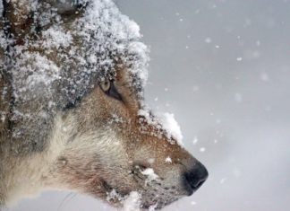 Wilde dieren fotograferen in de sneeuw