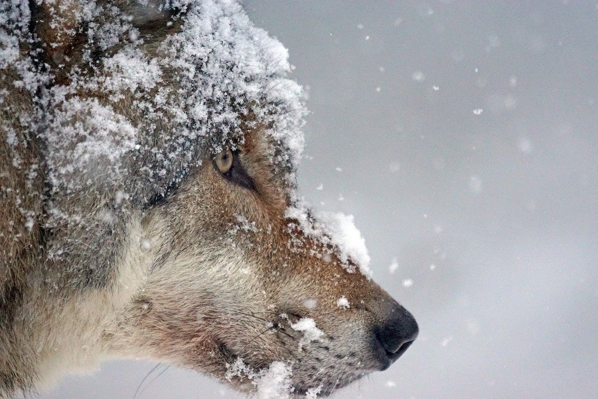 Wilde dieren fotograferen in de sneeuw