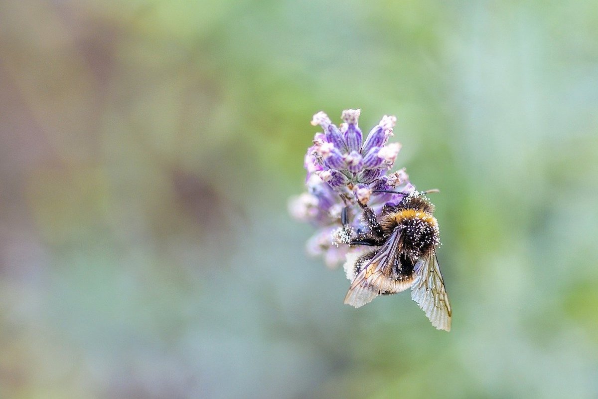 Bijen fotograferen geduld