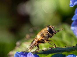 wilde bijen fotograferen